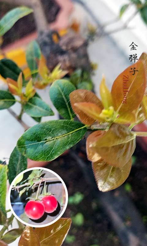 Female Diospyros armata Bonsai 金弹子 朱红 evergreen JinDanZi Golden Bullet with pot