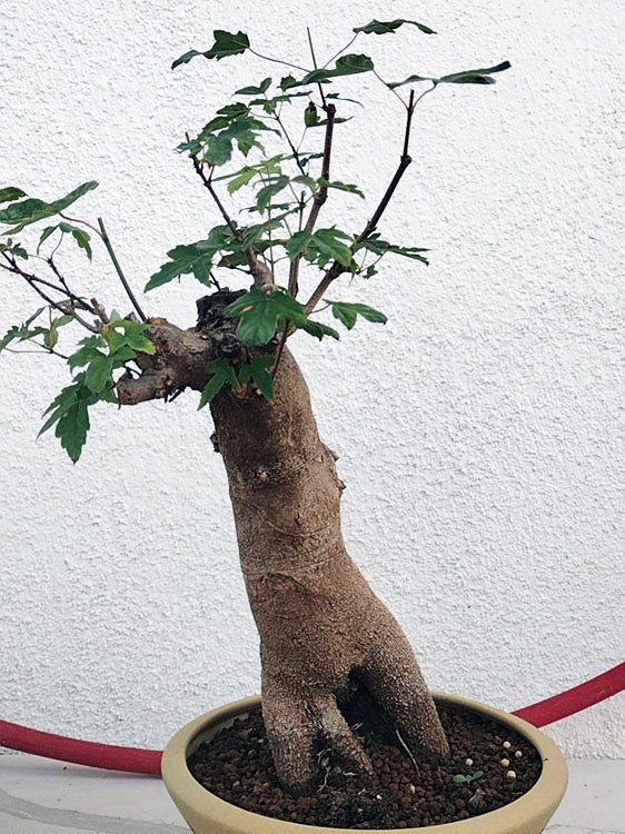 Authentic Chinese Trident Maple Bonsai - Massive Nebari, Old Style Trunk with Pot CYMUS Nurery