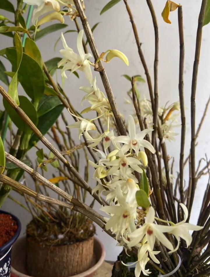 Den officinale Copper skin 铜皮石斛 without buds