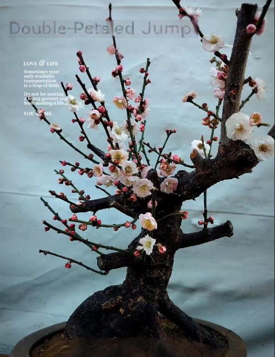 Pre-sale 20 year old Bonsai Double-Petaled Jumping Branch Plum Blossom non-grafted