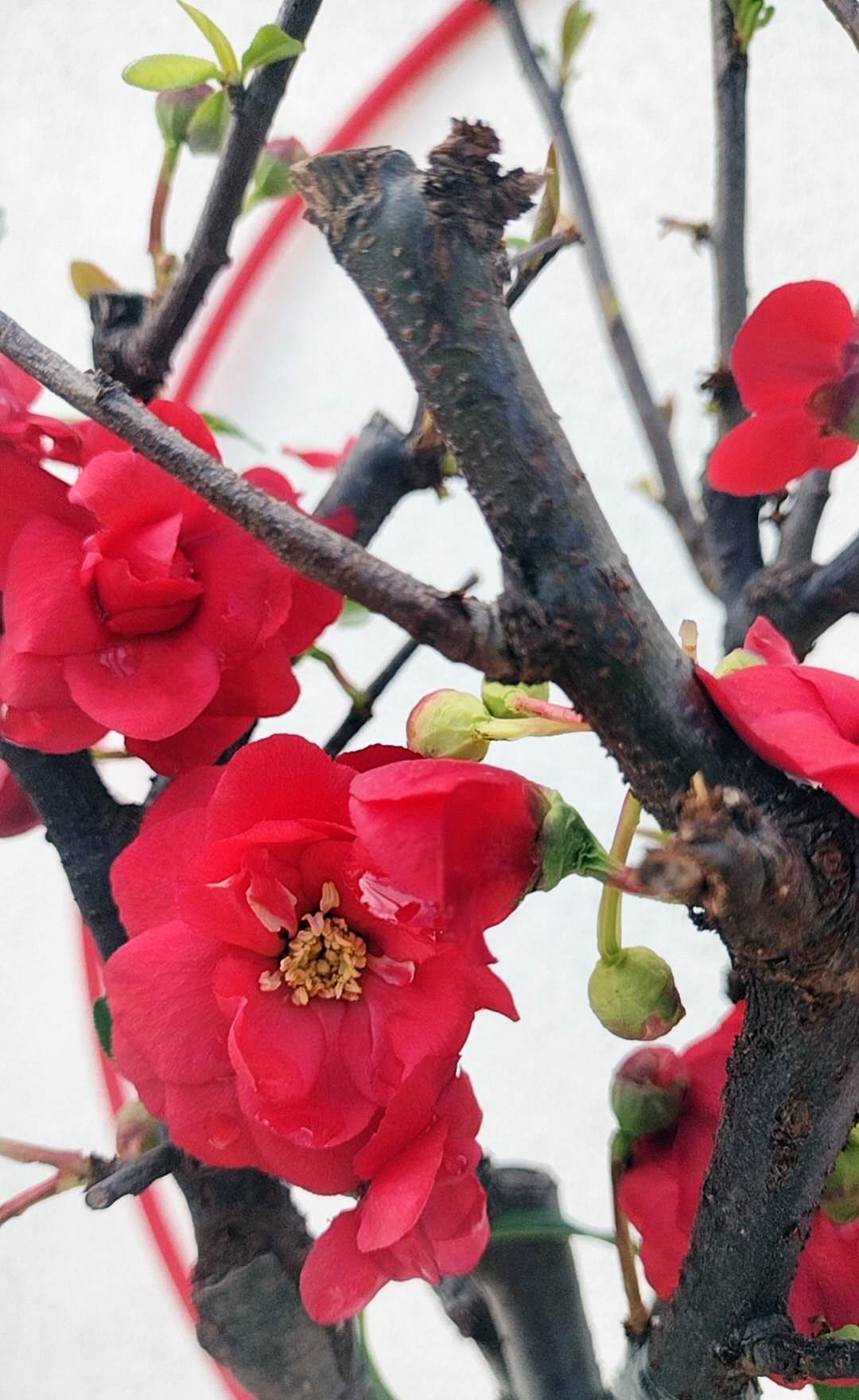 Red Chaenomeles Bonsai – Japanese Flowering Quince ‘Red Chidori’ Cold Hardy with pot