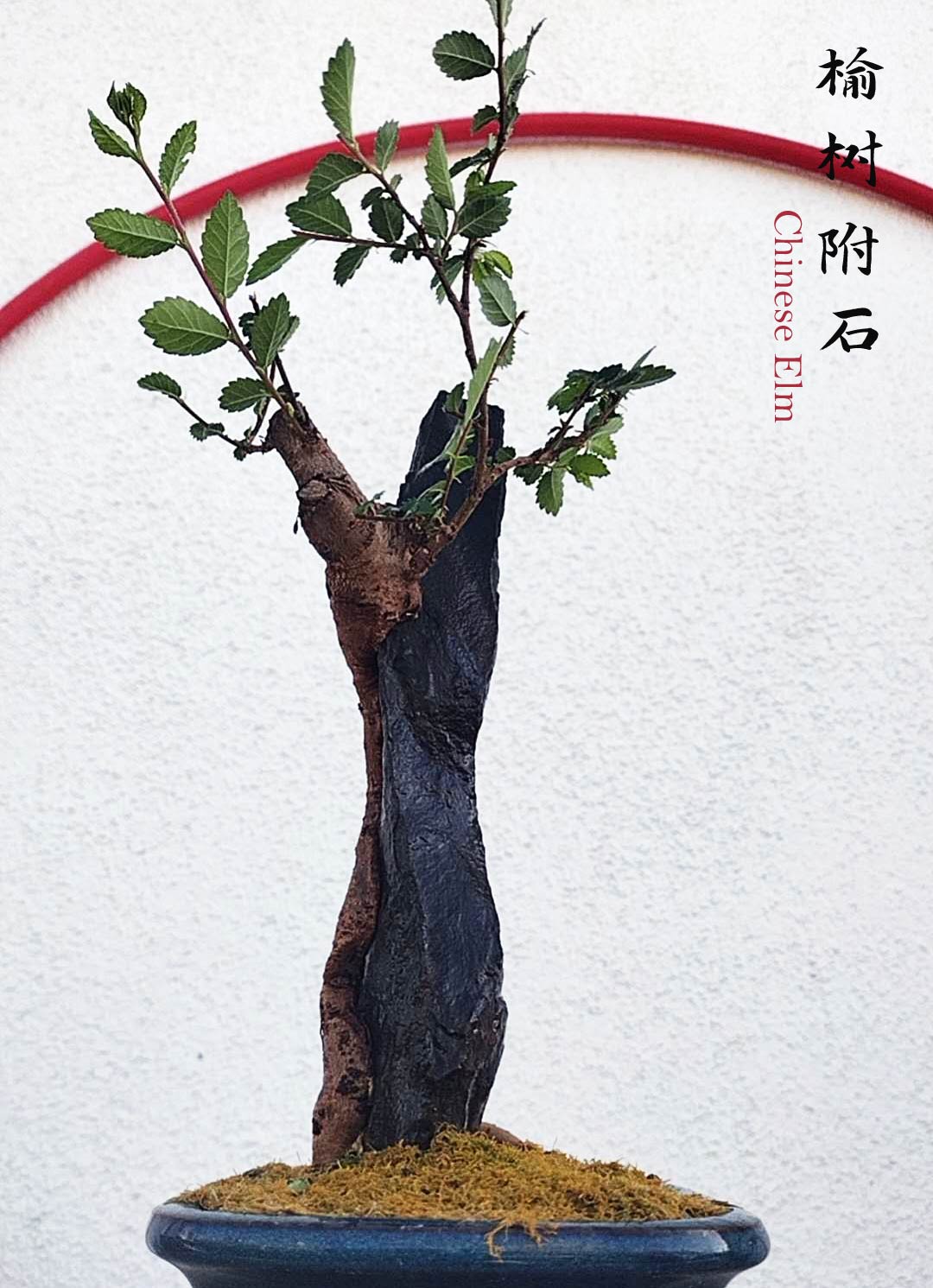 Chinese Elm Root-over-XinJiang Rock Bonsai – Beginner Friendly easy care shipping with pot