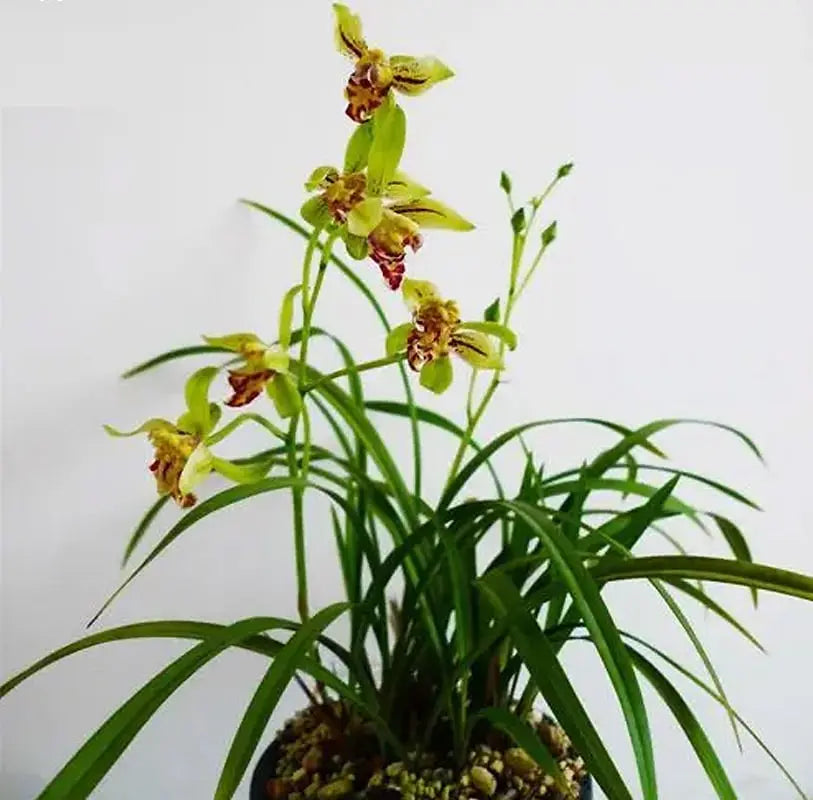 Cymbidium Orchid Ensifolium Lion King 梨山狮王 Fragrant Flowers Easy to Grow CYMUS Cymbidium Orchids Plum Blossom Bonsai Sale
