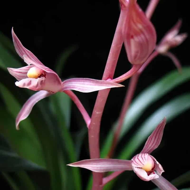 Cymbidium sinense 'Tao Ji' (桃姬) Easy Care Large Flowers Orchids 墨兰 CYMUS Cymbidium Orchids Plum Blossom Bonsai Sale