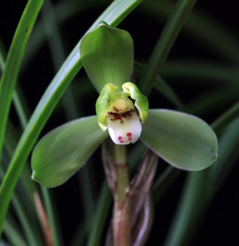Live Orchid Plants 桂圆梅-Easy Care Orchids Air Purifying Live Houseplant Chinese cymbidium goeringii GuiYuanMei 春兰