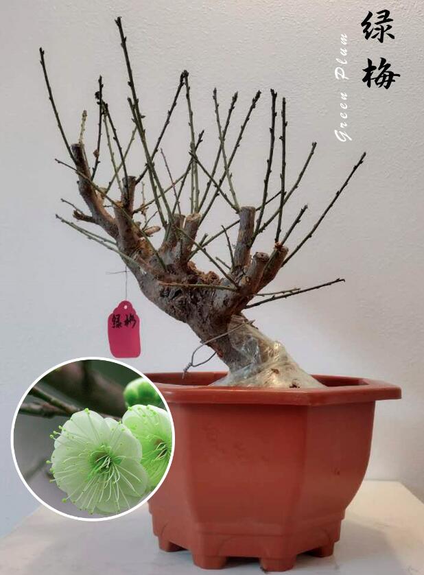 Plum Blossom  Pre-sale 20 year old Bonsai Green Plum Blossom 绿萼梅 with buds