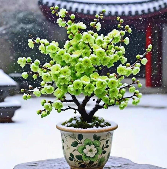 Plum Blossom  Pre-sale 20 year old Bonsai Green Plum Blossom 绿萼梅 with buds