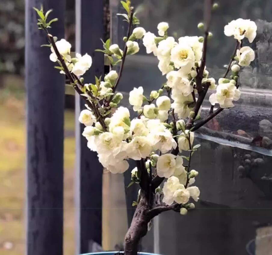 Plum Blossom  Pre-sale 20 year old Bonsai Green Plum Blossom 绿萼梅 with buds
