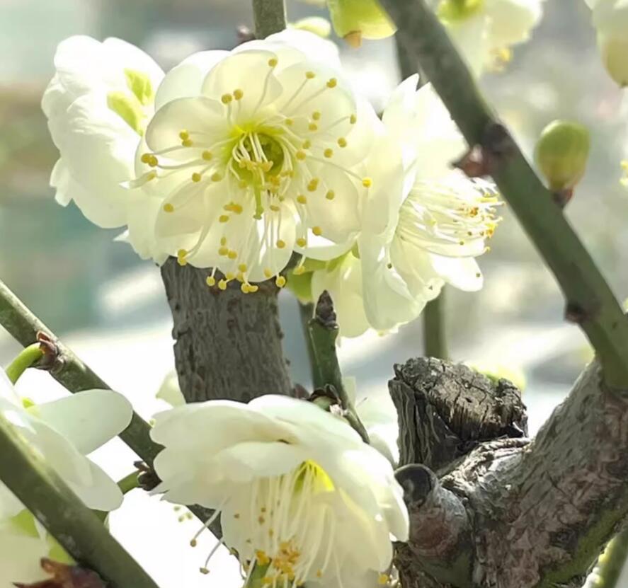 Plum Blossom  Pre-sale 20 year old Bonsai Green Plum Blossom 绿萼梅 with buds