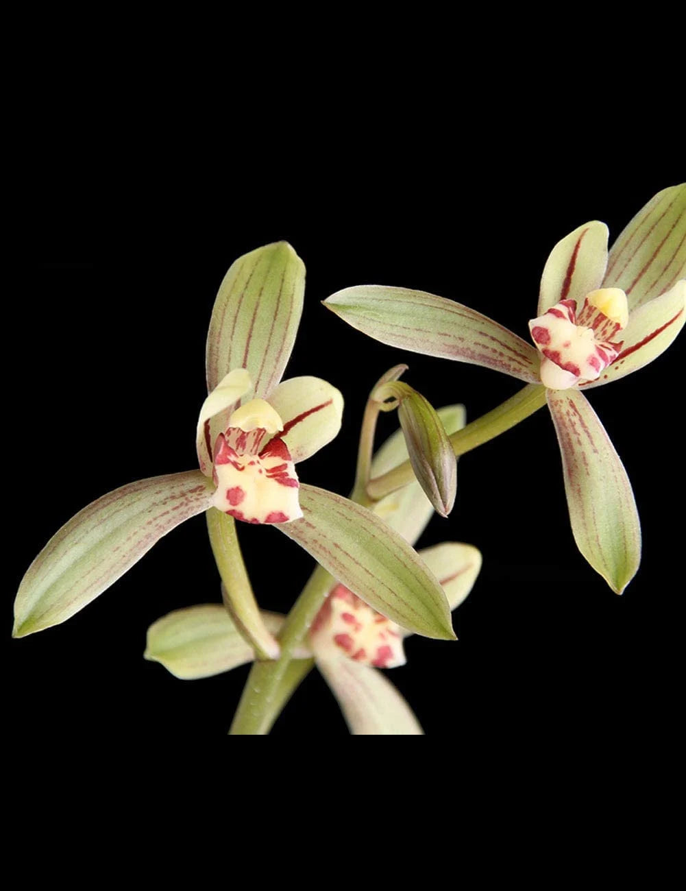 Cymbidium Dwarf Ensifolium ZenMoon Orchids Perfect for Windowsills or Indoors-Shipped bare root CYMUS Cymbidium Orchids Plum Blossom Bonsai Sale