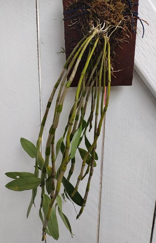Den officinale 金钗石斛 Dendrobium nobile without flowers