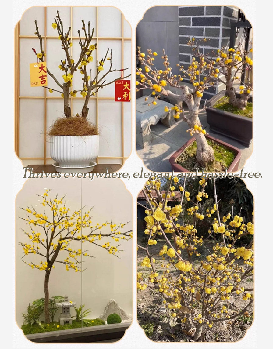 Plum blossom Pre-sale Winter's Sweet Secret: Fragrant Blooms in the Cold 腊梅 with buds