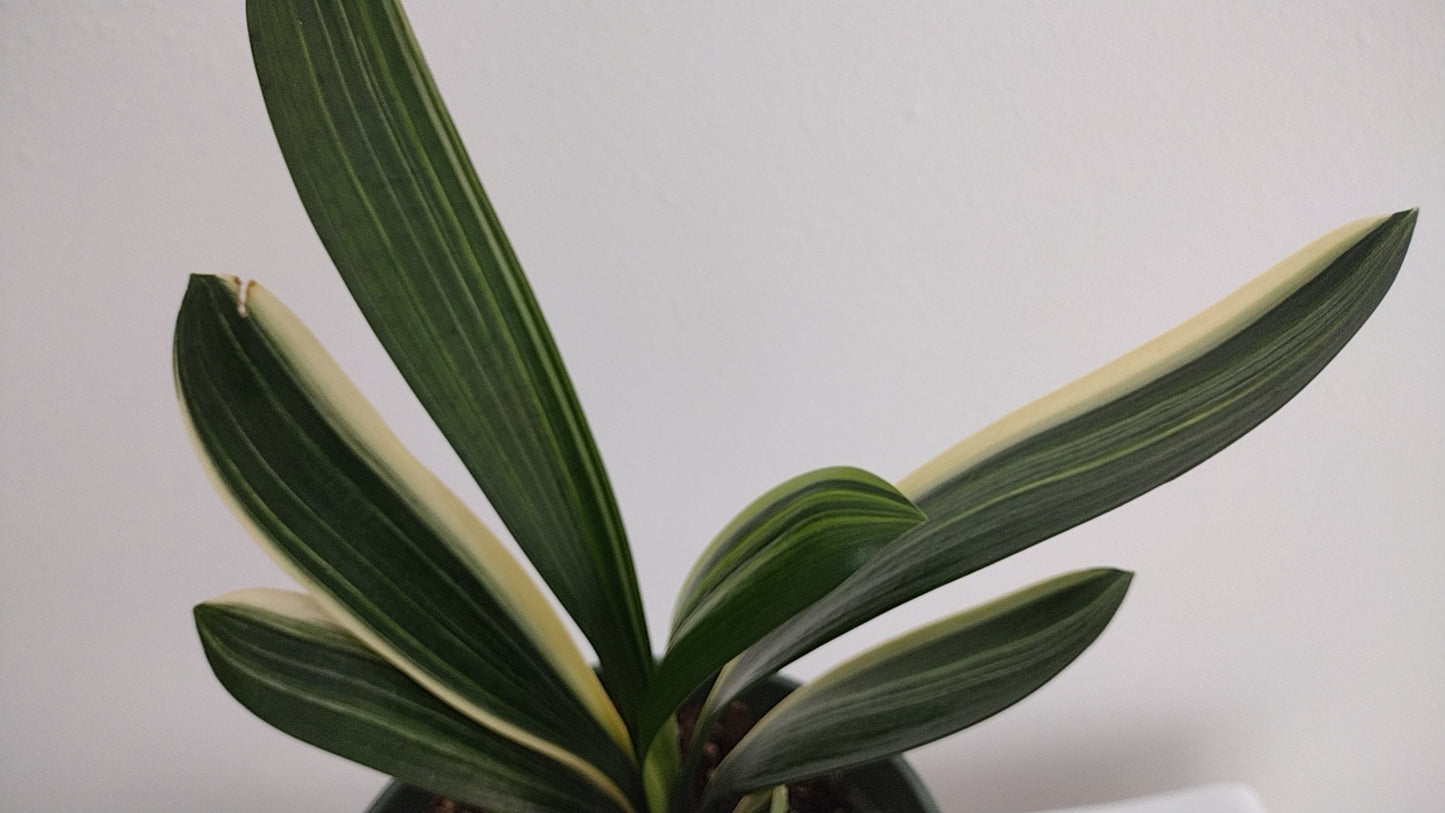 Variegated Clivia 君子兰 彩兰 五彩鸳鸯3 Multicolored Mandarin Duck with pot