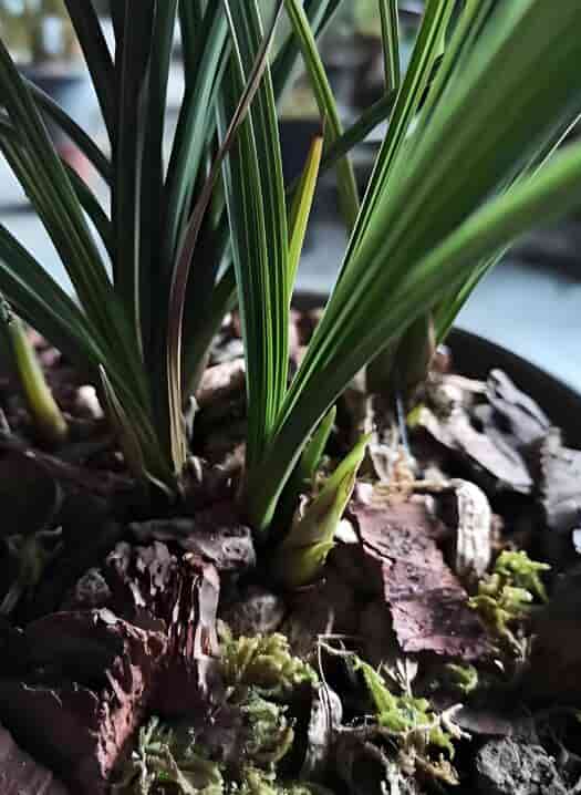 Cymbidium Orchids Faberi 绿素 Perfect for Windowsills or Indoors CYMUS Cymbidium Orchids Plum Blossom Bonsai Sale