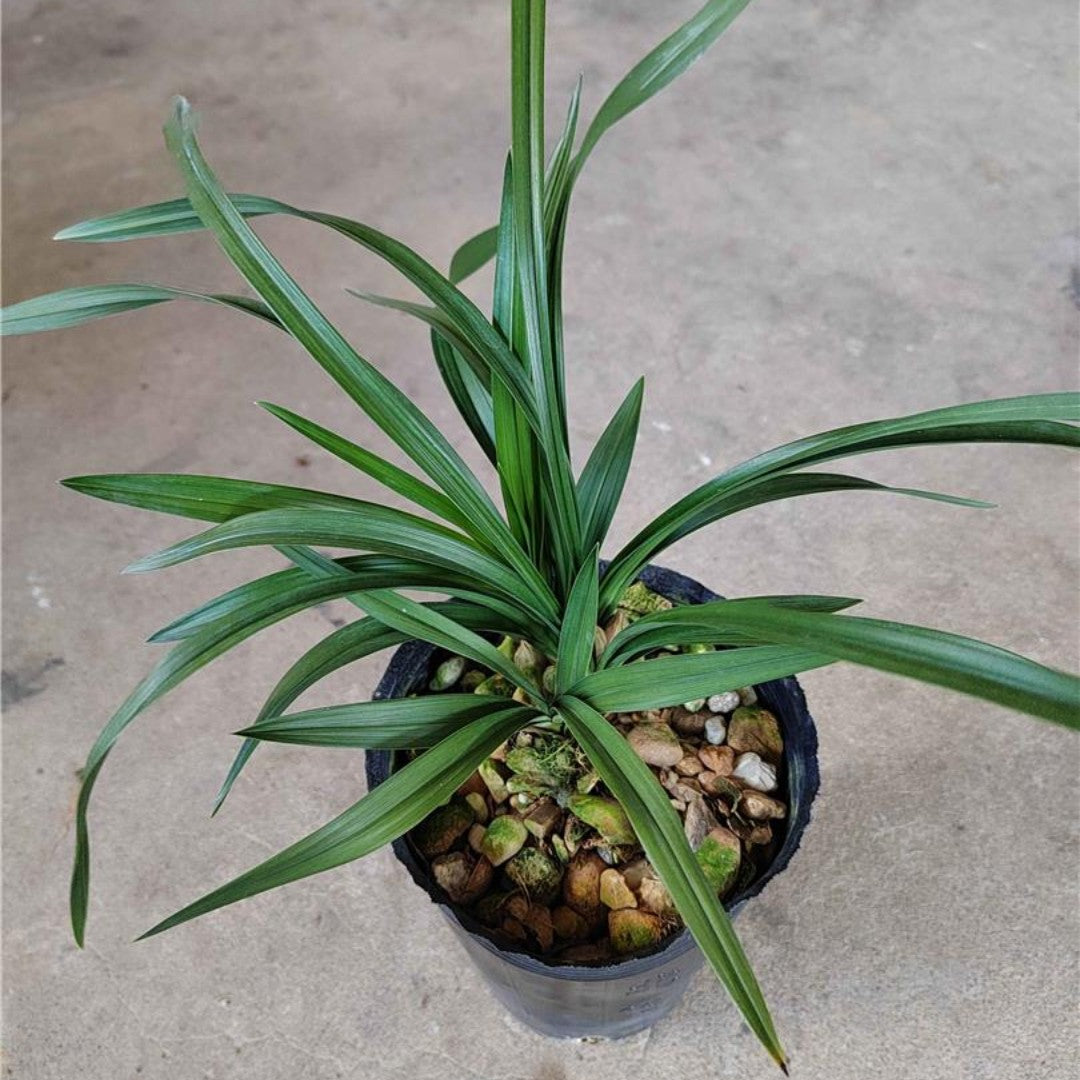 Cymbidium Goeringii Golden Lotus Shipped Without Buds 金边黄荷 CYMUS Cymbidium Orchids Plum Blossom Bonsai Sale