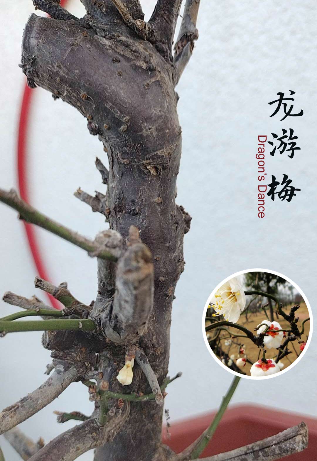 Rare 'Dragon's Dance' Japanese Apricot (Prunus mume)–10+ Year Old