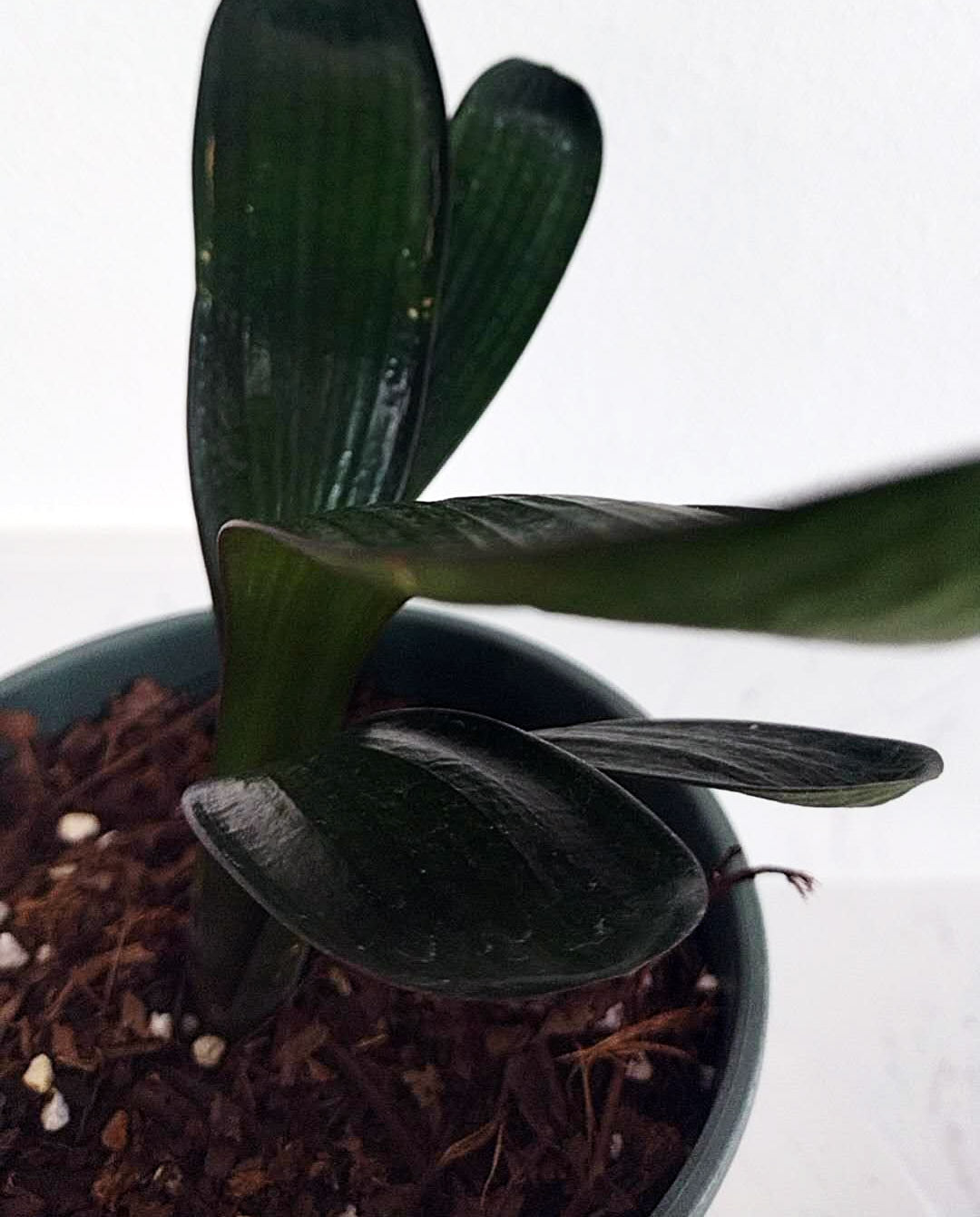 Blood Clivia miniata rare clivia with pot