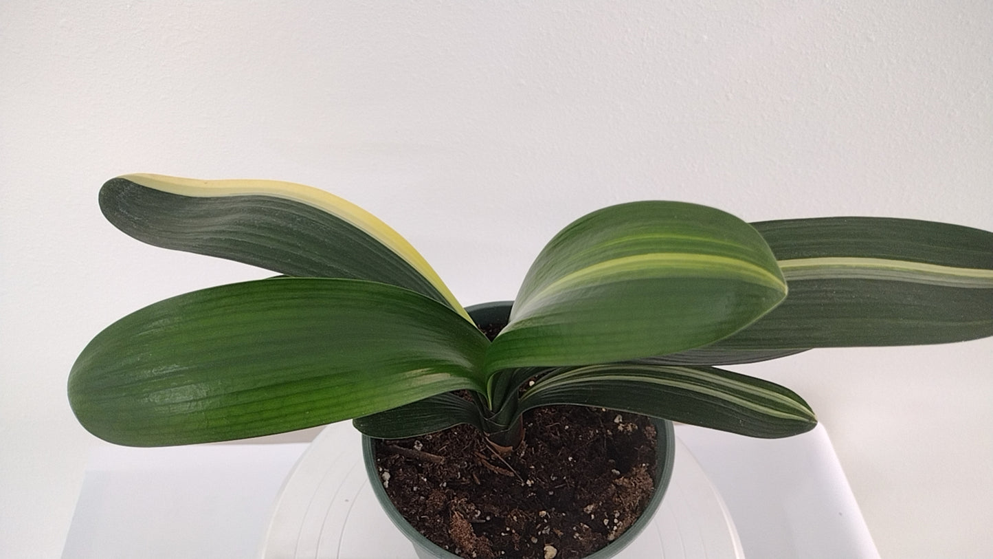 Variegated Clivia 君子兰 彩兰 五彩鸳鸯1 Multicolored Mandarin Duck with pot