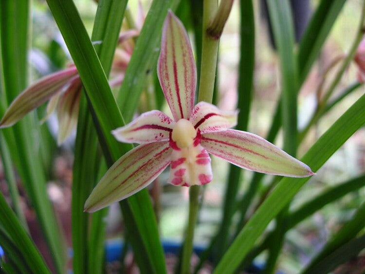 Cymbidium Ensifolium Rainbow Fairy Fragrant Flowers Easy to Grow, Buds CYMUS Cymbidium Orchids Plum Blossom Bonsai Sale