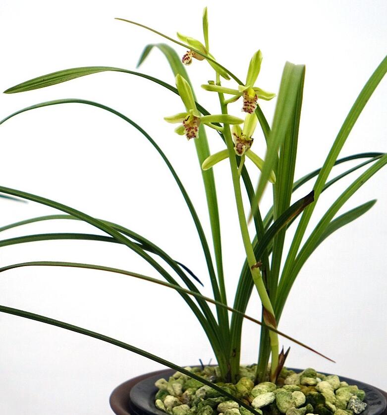 Cymbidium Orchid Faberi 'DanHong' Bare Root and Shipped Without Flower 蕙兰 丹红 CYMUS Cymbidium Orchids Plum Blossom Bonsai Sale