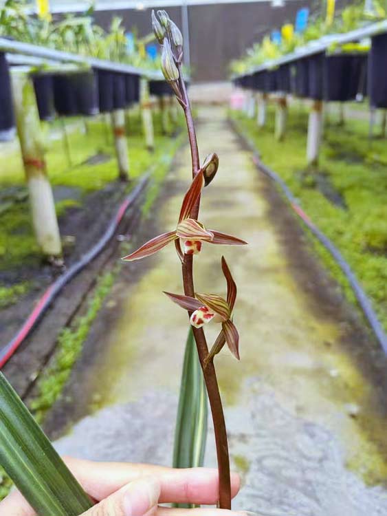 Live Orchid Plant Live Cymbidium sinense-WanDaiFu-万代福-Bare Root CYMUS Orchids Sale