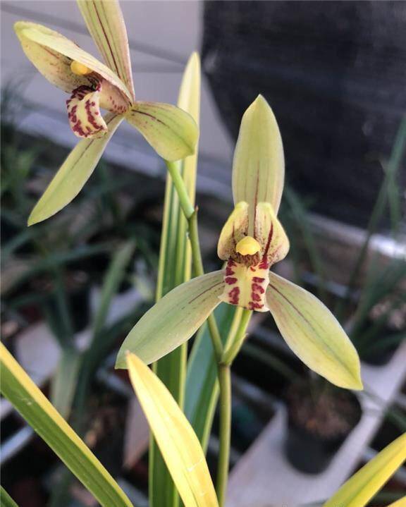 Cymbidium Ensifolium锦旗 JinQi Orchids Perfect for Windowsills or Indoors