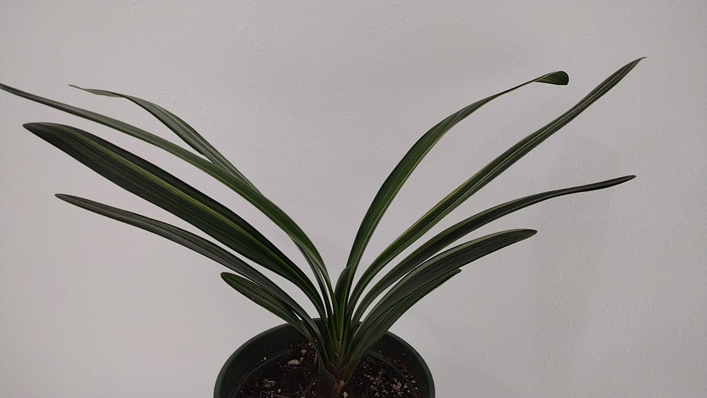 Variegated Clivia 君子兰 彩兰 毛油鸳鸯 Maoyoujiang Mandarin Duck 10 leaves with pot