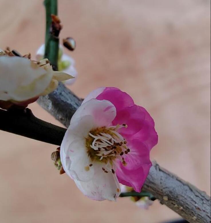Pre-sale 20 year old Bonsai Double-Petaled Jumping Branch Plum Blossom non-grafted