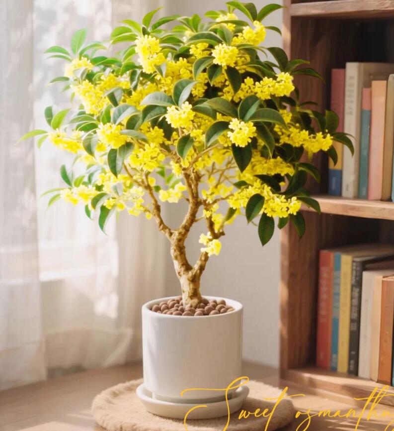 Sweet osmanthus varieties Pre-sale the Four Seasons Osmanthus 四季桂 with buds