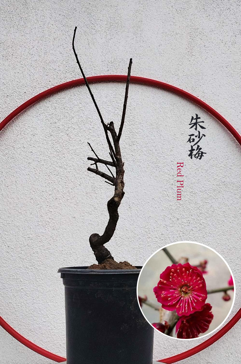 Rare Cinnabar Red Japanese Flowering Apricot (Prunus mume) – 8+ Year Old in Bud