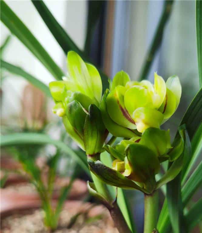 Cymbidium Orchid Goeringii BaoLianDeng 宝莲灯 Bare Root with buds 国兰 CYMUS Cymbidium Orchids Plum Blossom Bonsai Sale