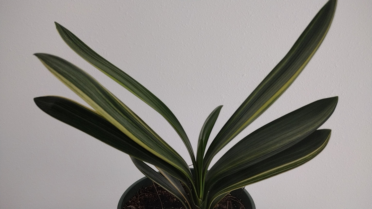 Variegated Clivia 君子兰 彩兰 五彩鸳鸯4 Multicolored Mandarin Duck with pot