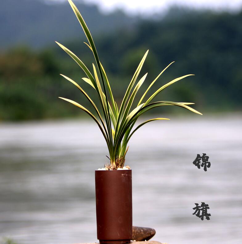 Cymbidium Ensifolium锦旗 JinQi Orchids Perfect for Windowsills or Indoors