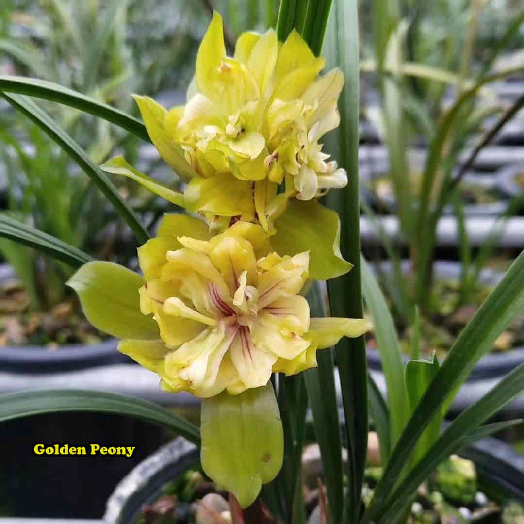 Cymbidium Orchid Goeringii Golden Penoy 黄金牡丹 Orchids Perfect for Windowsills or Indoors CYMUS Cymbidium Orchids Plum Blossom Bonsai Sale