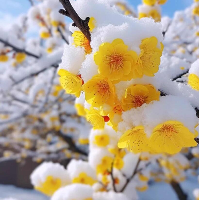 Plum blossom Pre-sale Winter's Sweet Secret: Fragrant Blooms in the Cold 腊梅 with buds