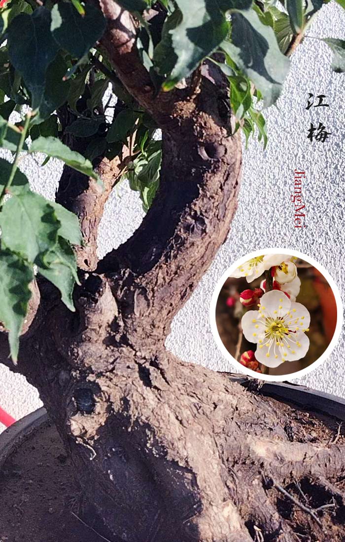 Rare JIangMei Japanese Apricot Bonsai (Prunus mume) – 30+ Year Old with pot