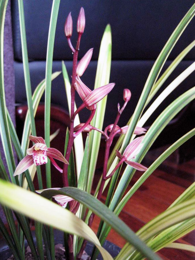Cymbidium Orchids Ensifolium BaBaoQiZhen Flowers Easy to Grow 八宝奇珍 建兰
