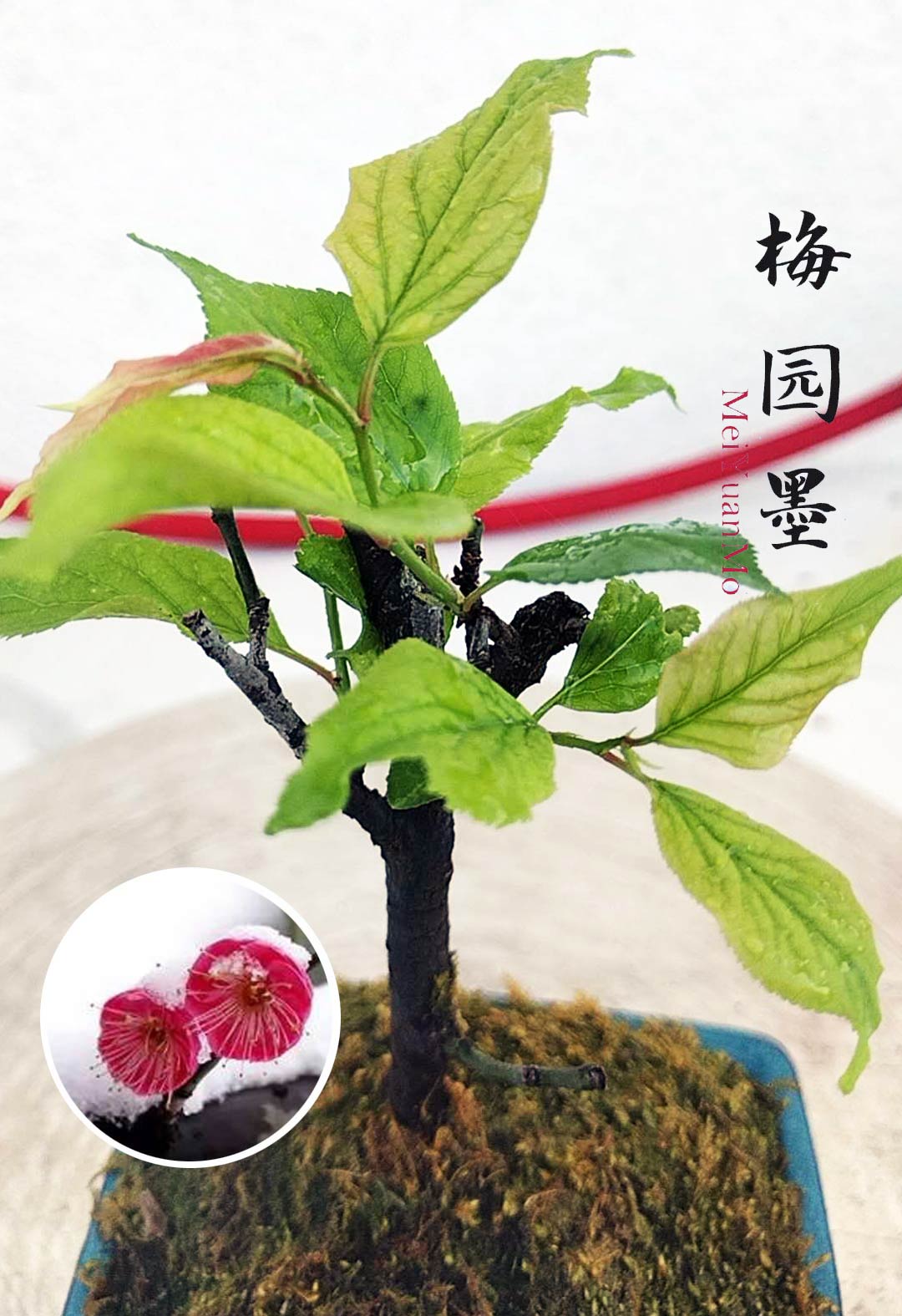 Rare Red MeiYuanMo Japanese Apricot Bonsai (Prunus mume) – 10+ Year Old without Buds