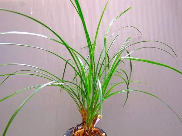 Cymbidium Orchid Tortisepalum BlLongYuSu 碧龙玉素 chinese Orchid Fragrant Orchid CYMUS Cymbidium Orchids Plum Blossom Bonsai Sale