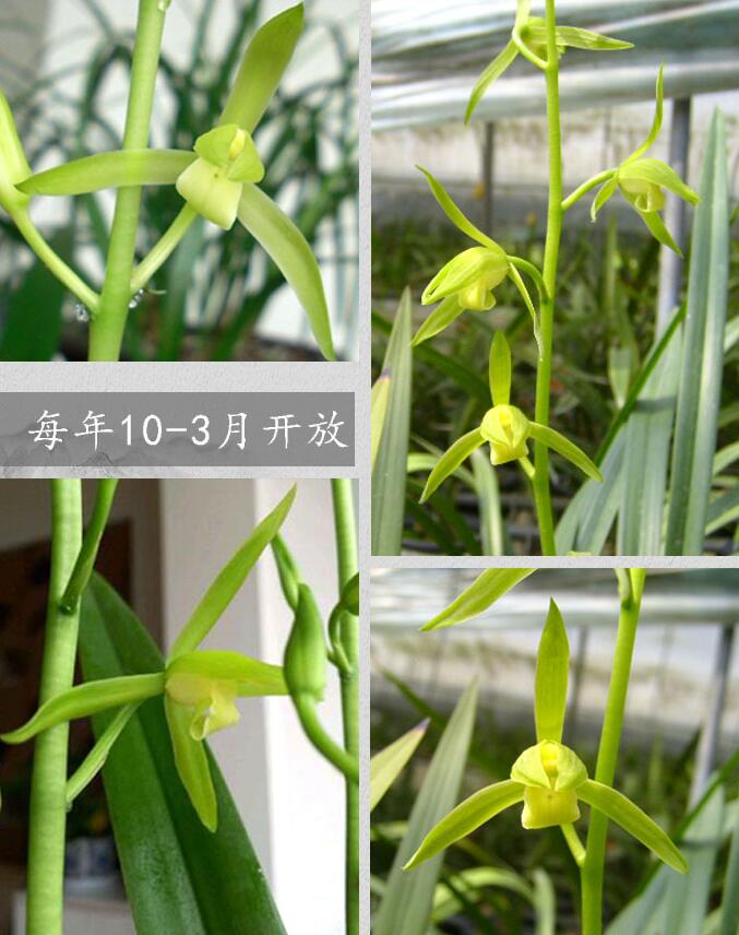 Live Orchid Plant Live Cymbidium sinense-Bai mo-白墨-Bare Root with Buds