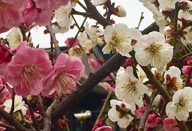 Rare Red white Japanese Apricot Bonsai (Prunus mume) 15+ year old Double Color Grafted