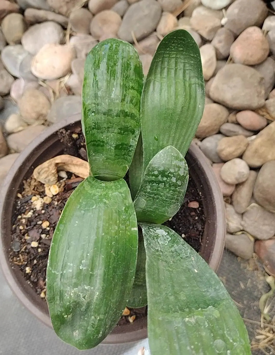 Clivia 君子兰 虎斑 Tiger Spot Rare & Stunning Variegated Plant CYMUS Orchids Sale