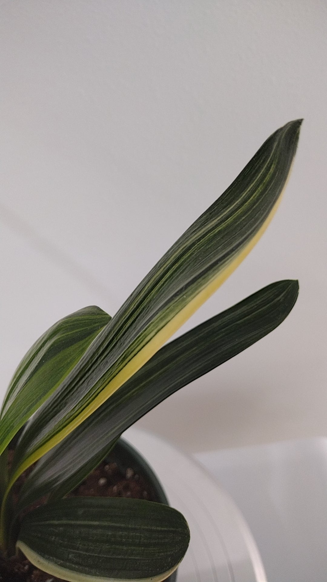 Variegated Clivia 君子兰 彩兰 金丝福伦 Golden Silk Fulun 8 leaves with pot