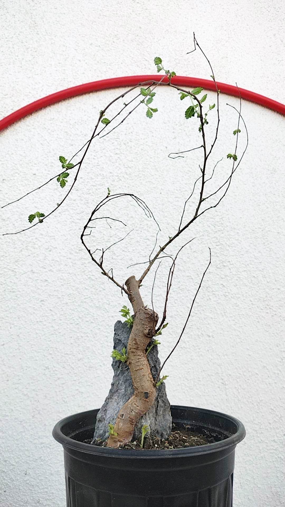 Chinese Elm Root-over-Rock Bonsai – Beginner Friendly Soil ball shipping without pot