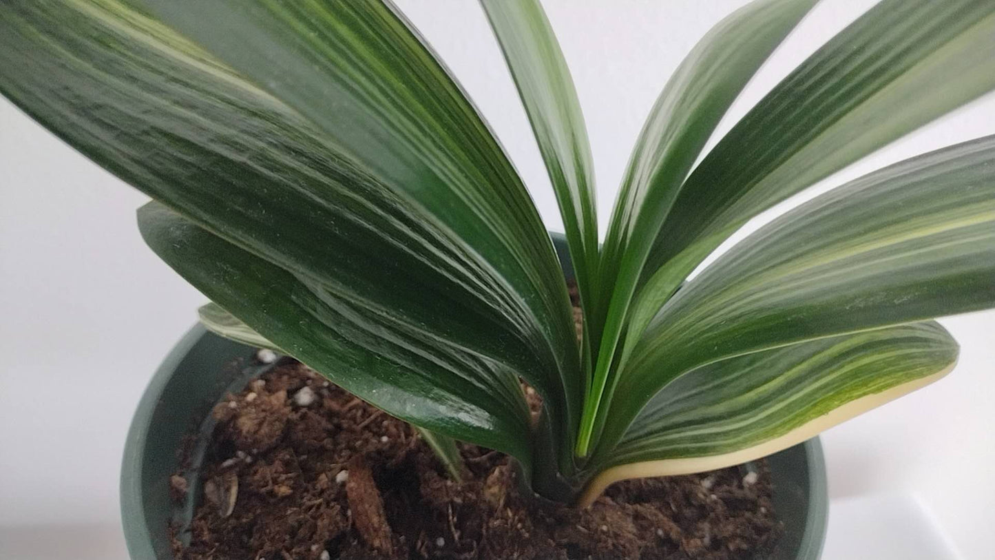 Variegated Clivia 君子兰 彩兰 五彩鸳鸯5 Multicolored Mandarin Duck with pot