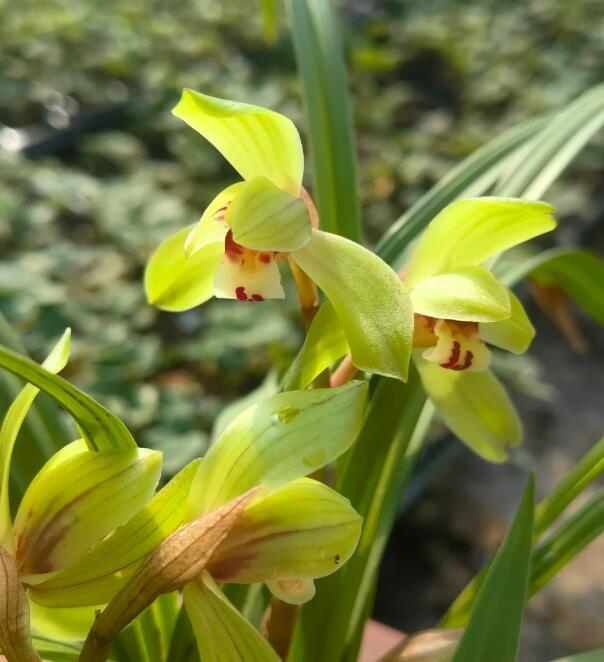Cymbidium Orchid Tortisepalum DaFuGui 春剑大富贵 Perfect for Windowsills or Indoors