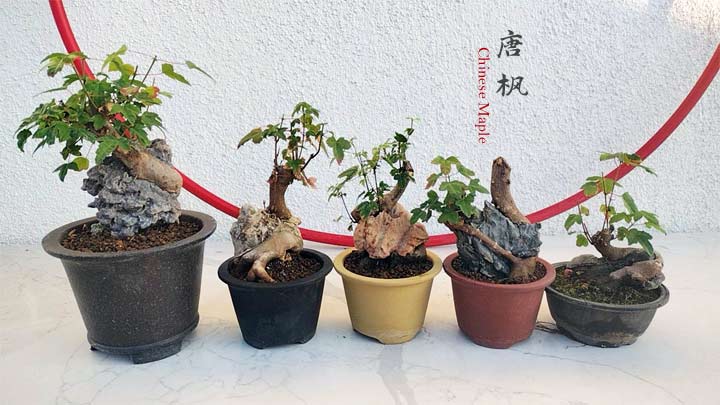 Authentic Chinese Trident Maple cover rock bonsai- Fiery Red Fall