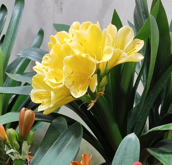 Baby Clivias-Clivia 君子兰苗 大桥 虎头 香味兰 圆头花脸 立板麻油 CYMUS Orchids Sale