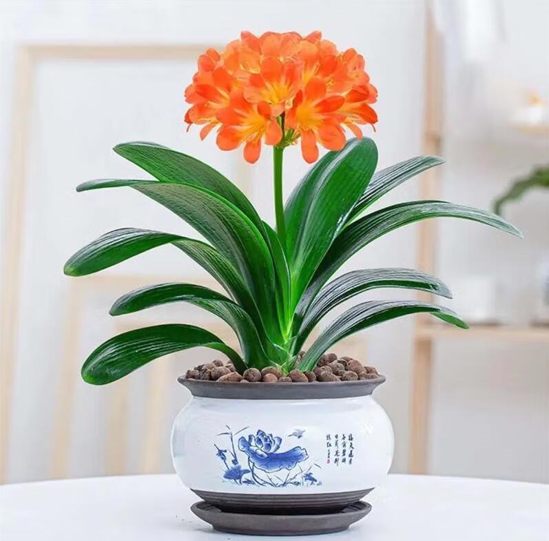 Baby Clivias-Clivia 君子兰苗 大桥 虎头 香味兰 圆头花脸 立板麻油