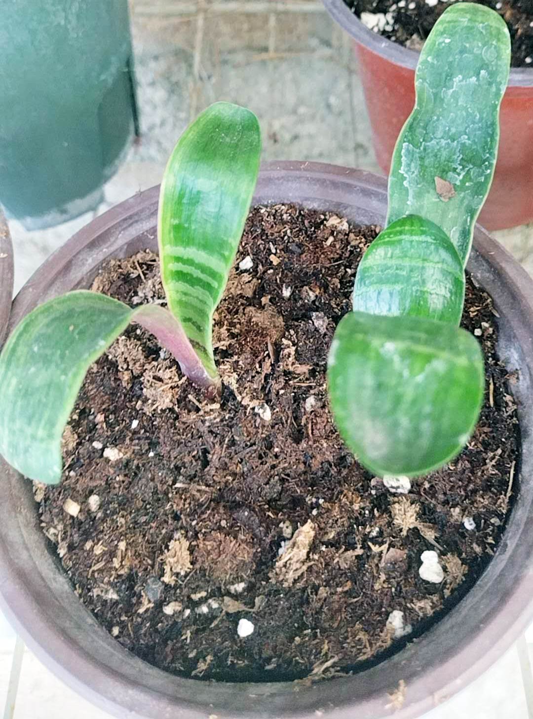 Tiger Stripe Clivia (Rare Foliage Variety) 2 leaves